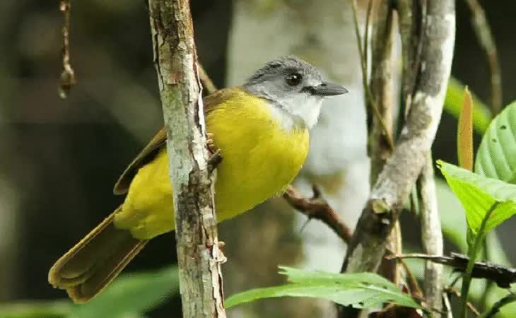 jenis-burung-brinji-emas-2575027