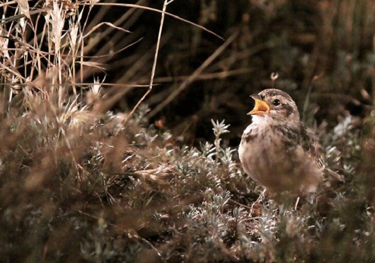 karakteristik-burung-branjangan-dan-cara-perawatannya-9964818