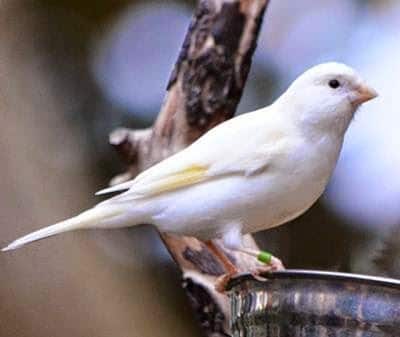 kenari-putih-rusia-7616583