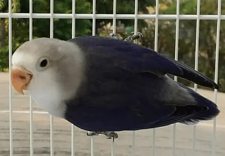 lovebird-euwing-1-5664262