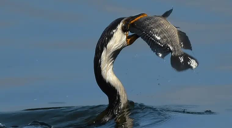 makanan-pecuk-padi-belang-8402931