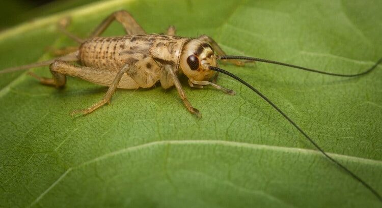 manfaat-jangkrik-untuk-burung-merpati-6399373