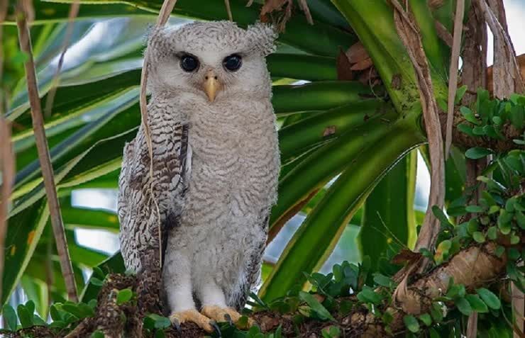 mengenal-burung-hantu-hingkik-bubo-sumatranus-yang-unik-8373035