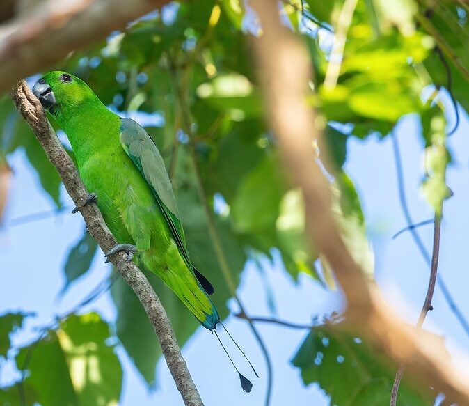 mengenal-burung-kring-kring-bukit-prioniturus-platurus-dan-habitatnya-1656764