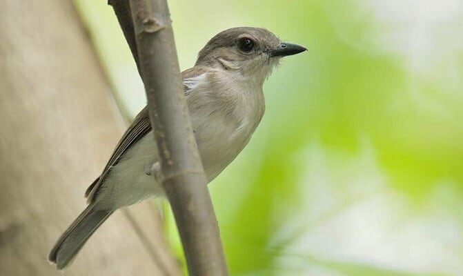 mengenal-lebih-dekat-karakteristik-burung-kancilan-bakau-5931871