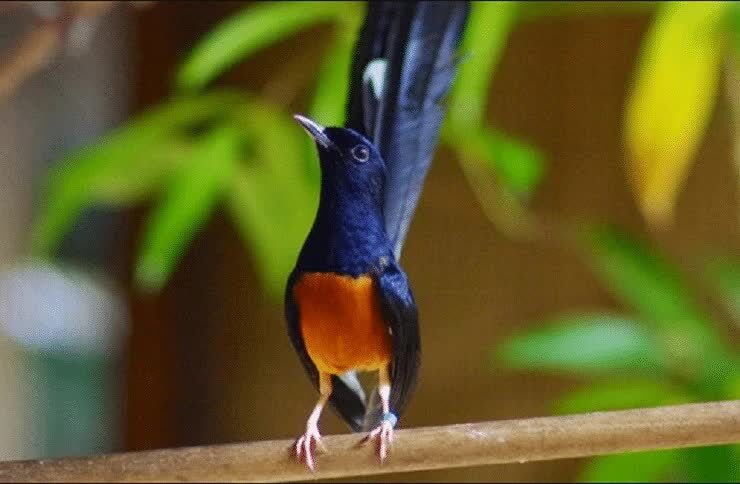 mengenali-burung-murai-batu-pancingan-3790381