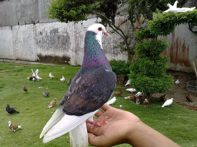 mengetahui-tips-merawat-burung-merpati-aduan-paling-efektif-8865355