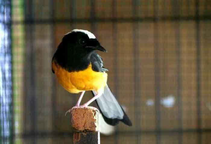 motif-ekor-burung-murai-balak-8180290