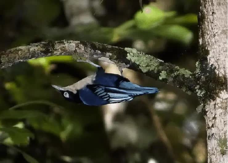 munguk-loreng-5885445