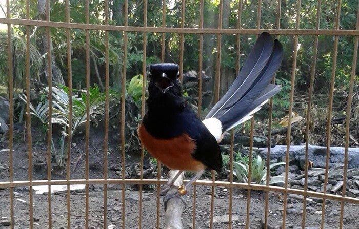 murai-batu-kurang-ngotot-inilah-penyebab-dan-cara-mengatasinya-4240652