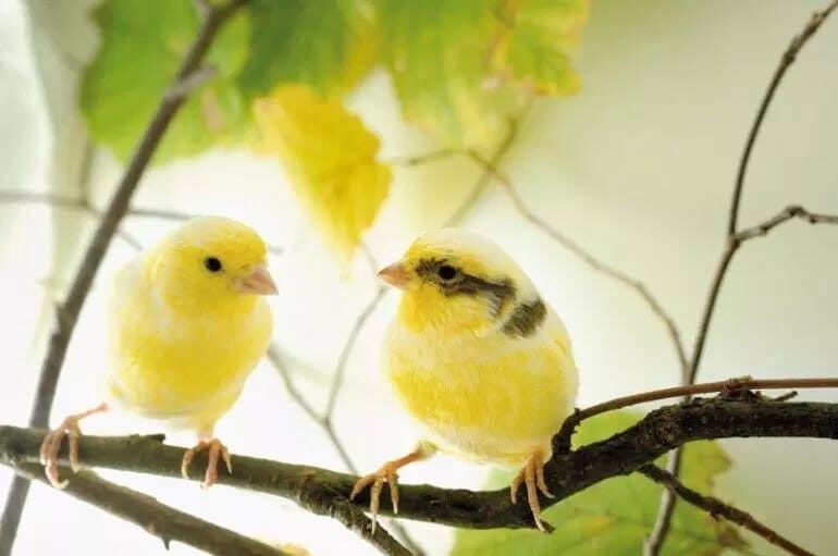 penjodohan-burung-kenari-af-2500868