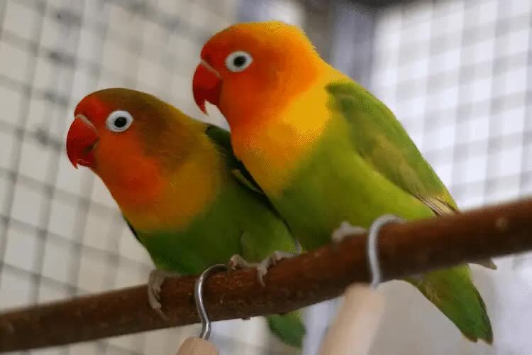 penyebab-lovebird-jantan-takut-dengan-lovebird-betina-5771874