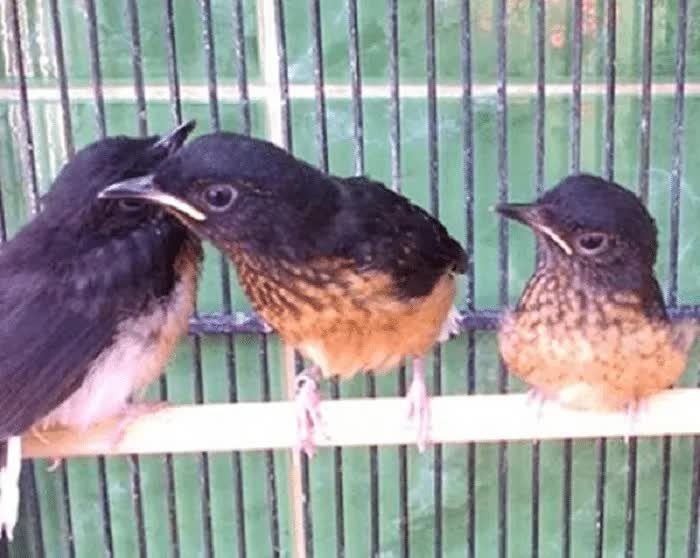 perawatan-murai-batu-trotol-umur-4-bulan-9226489