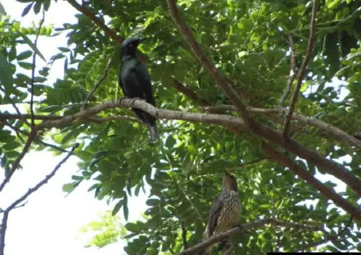 perilaku-burung-perling-kumbang-7623318