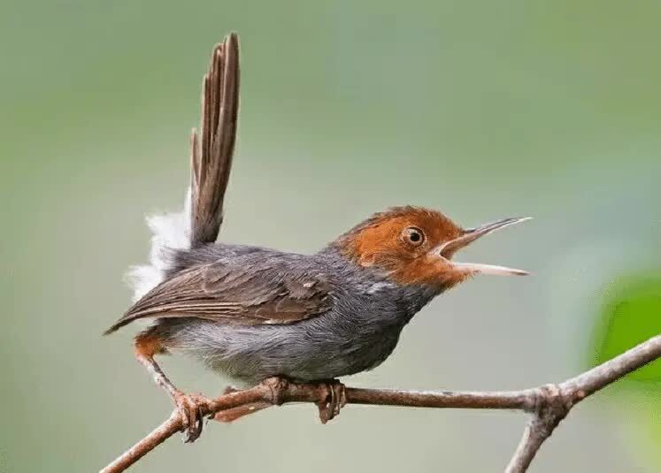 prenjak-kepala-merah-4987065