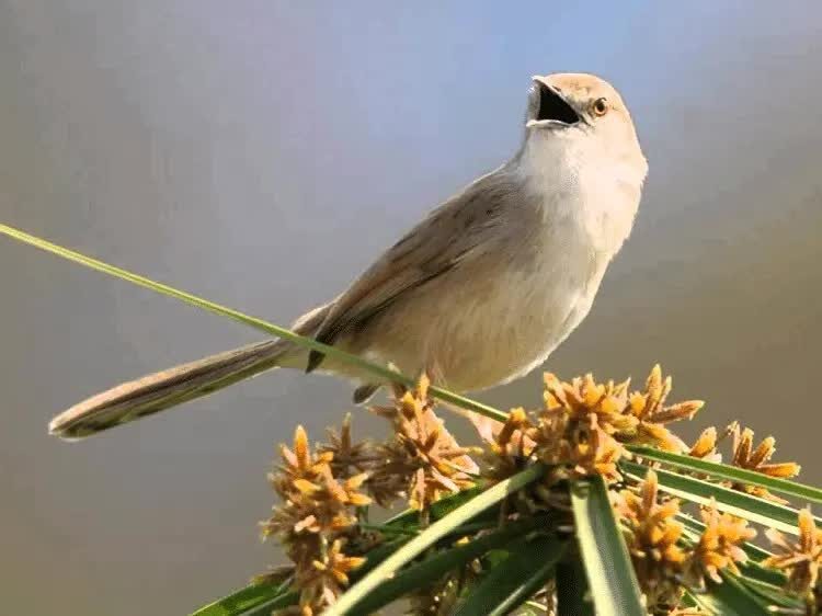 prenjak-sawah-4871187