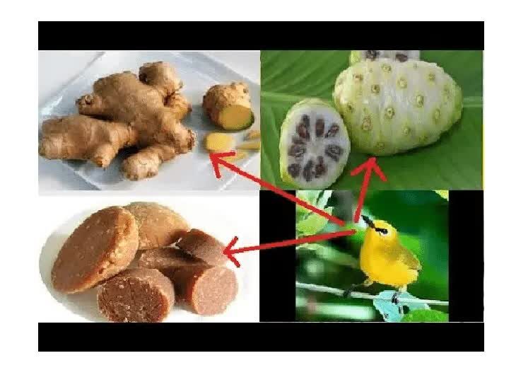 racikan-buah-mengkudu-untuk-pleci-9466695