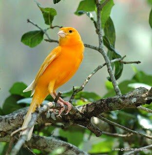 sejarah-kenari-5424367