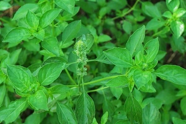 tanaman-herbal-untuk-burung-kenari-beserta-cara-penggunaan-dan-manfaatnya-burungnya-com_-9444598