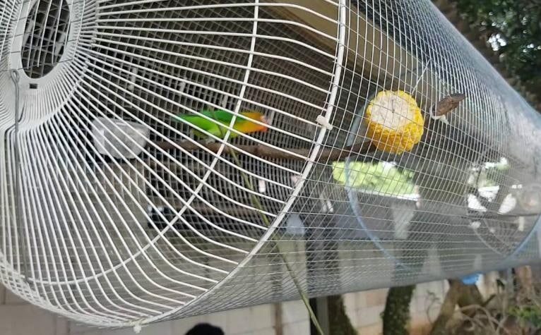 terapi-fisik-untuk-lovebird-agar-bisa-ngekek-panjang-9673311