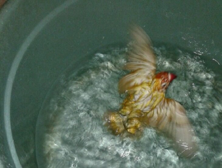 terapi-renang-lovebird-3349998