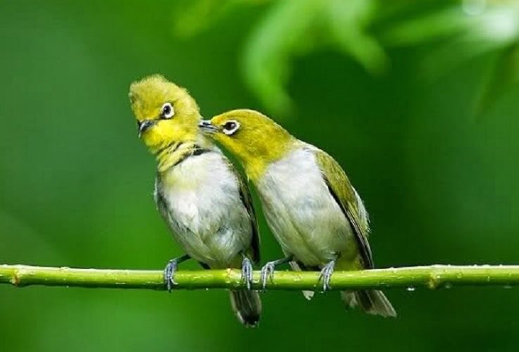 tingkah-laku-pleci-betina-yang-sudah-siap-kawin-9752418