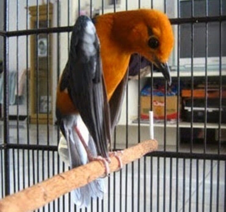 tips-anis-merah-teler-istimewa-9442078