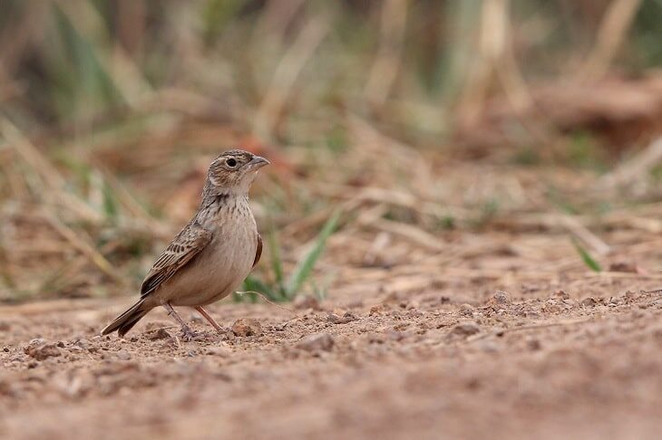 5-jenis-serangga-untuk-burung-branjangan-agar-gacor-dan-ngeplong-9396180
