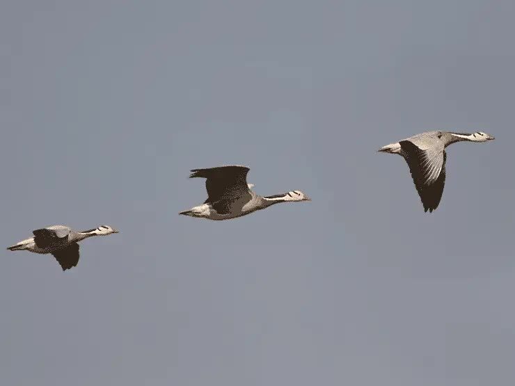 bar-headed-goose-jenis-burung-terbang-paling-tinggi-5127240