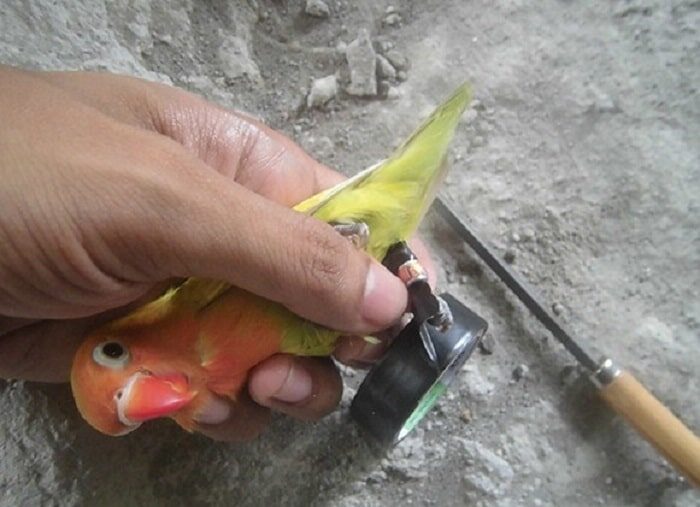 begini-cara-pasang-ring-lovebird-anakan-dengan-benar-8080013