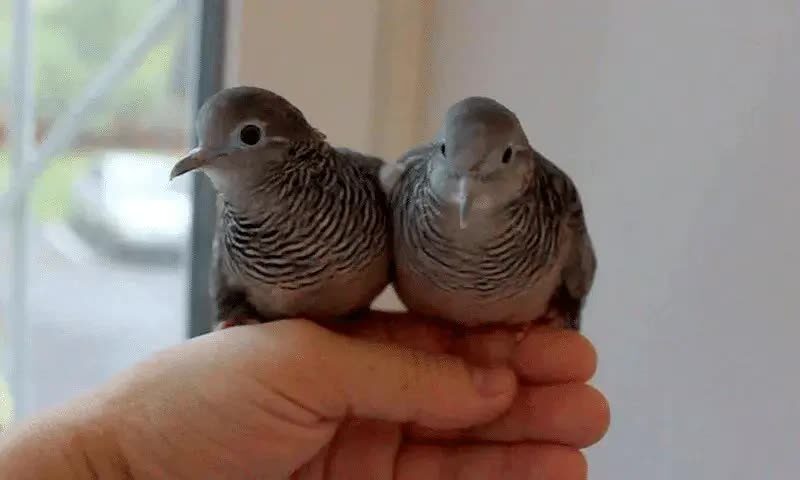 burung-perkutut-cacingan-1679792