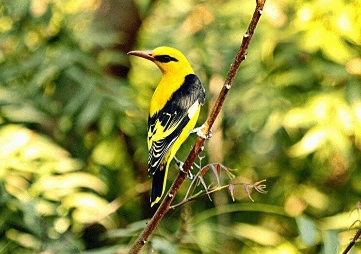 cara-membedakan-burung-kepodang-jantan-dan-betina-2948603