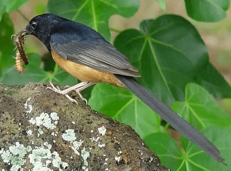 cara-memberikan-laron-ke-burung-yang-aman-1778993