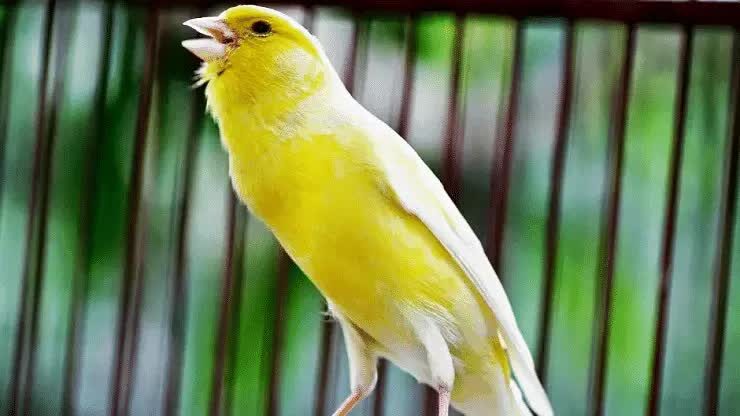 cara-menambah-volume-burung-kenari-4273386