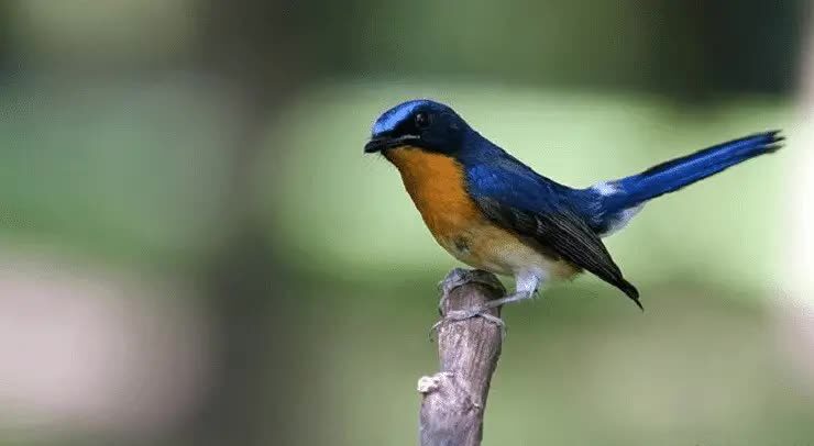 cara-menangani-burung-tledekan-stres-9873515