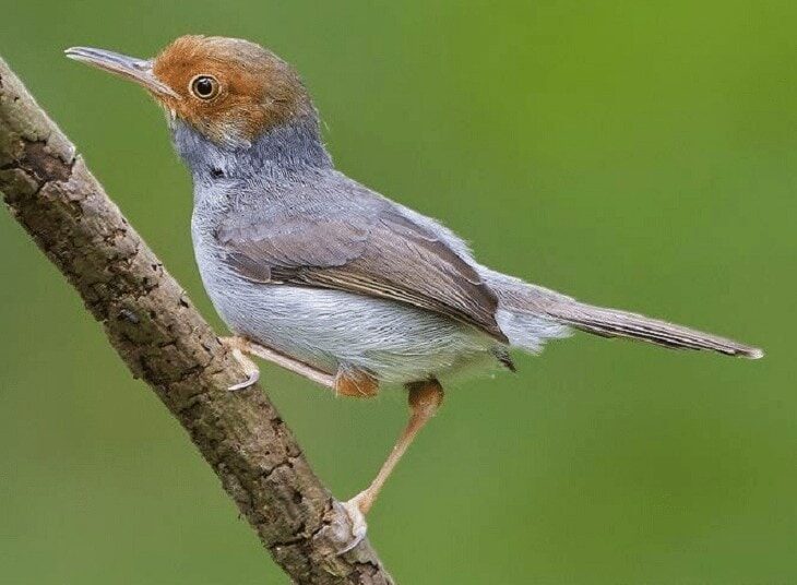 cara-mengatasi-burung-prenjak-macet-bunyi-8941064