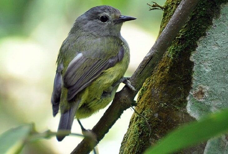 cara-merawat-burung-opior-jawa-agar-bisa-gacor-7041014