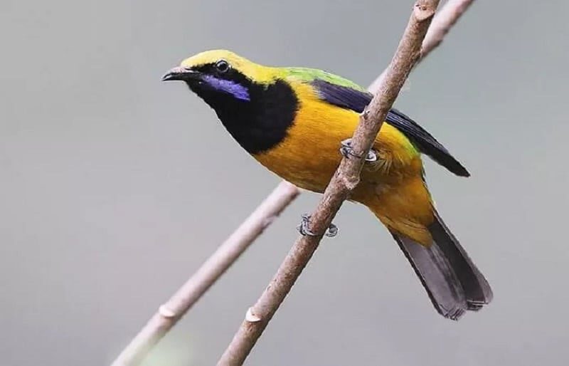 cara-merawat-cucak-cungkok-8662192