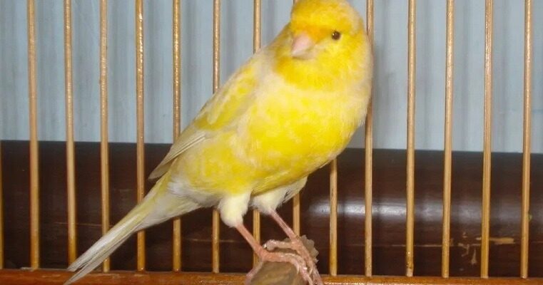 cara-perawatan-burung-kenari-mabung-dengan-tepat-3865079