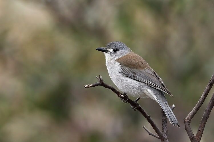 ciri-burung-anis-enggano-9738443