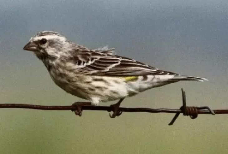 ciri-ciri-burung-blackthroat-jantan-3109060