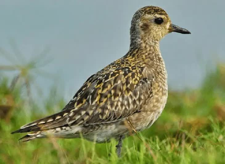 ciri-khas-burung-cerek-kernyut-1291809