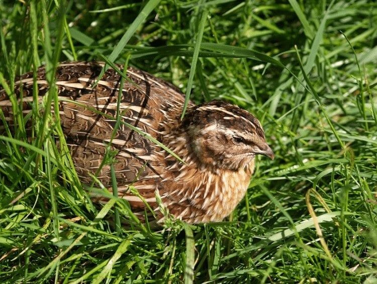 ciri-khas-burung-puyuh-2633369