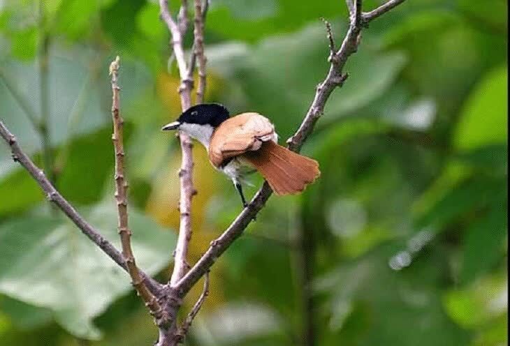 ciri-khas-burung-sikatan-kilap-dan-habitatnya-8746999