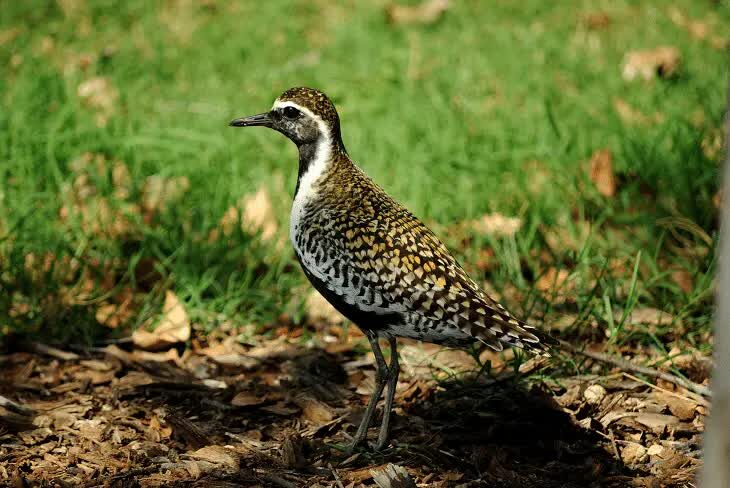 daerah-persebaran-burung-cerek-kernyut-3559145