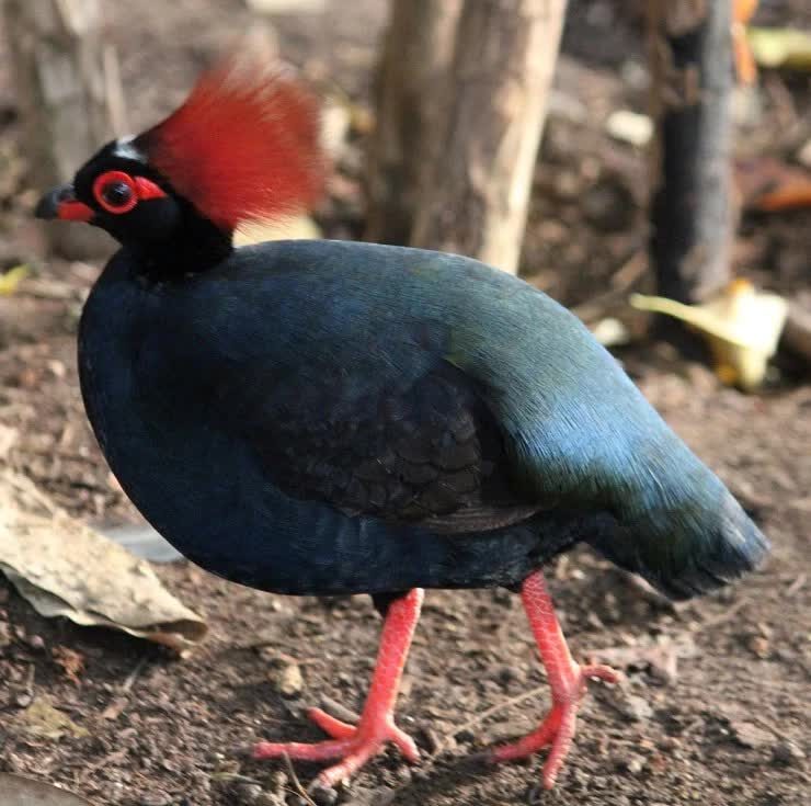 habitat-burung-puyuh-sengayan-4106776