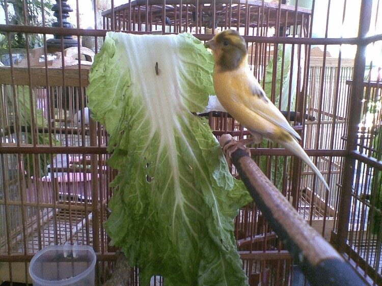 inilah-manfaat-sayuran-sawi-untuk-burung-kenari-3141438