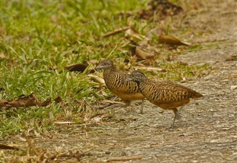 inilah-perbedaan-burung-puyuh-jantan-dan-betina-paling-jelas-5594630