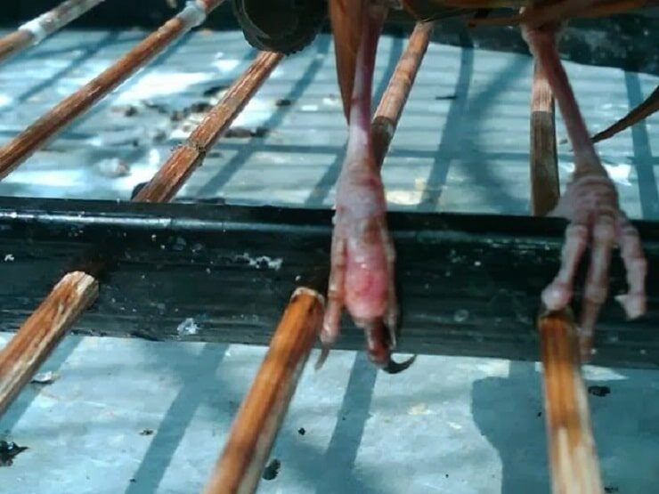 kaki-burung-bengkak-karena-penyakit-1499470