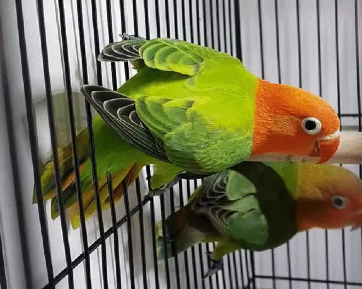 karakteristik-genetik-lovebird-4573146